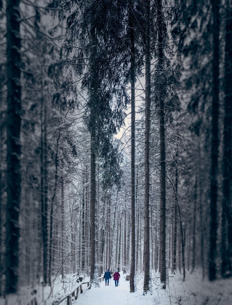 Friends hiking in a forest